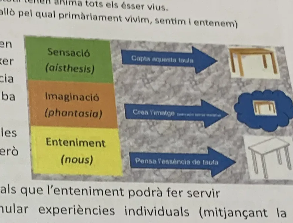 Esquema dels tres graus del coneixement aristotèlic amb l'exemple d'una taula