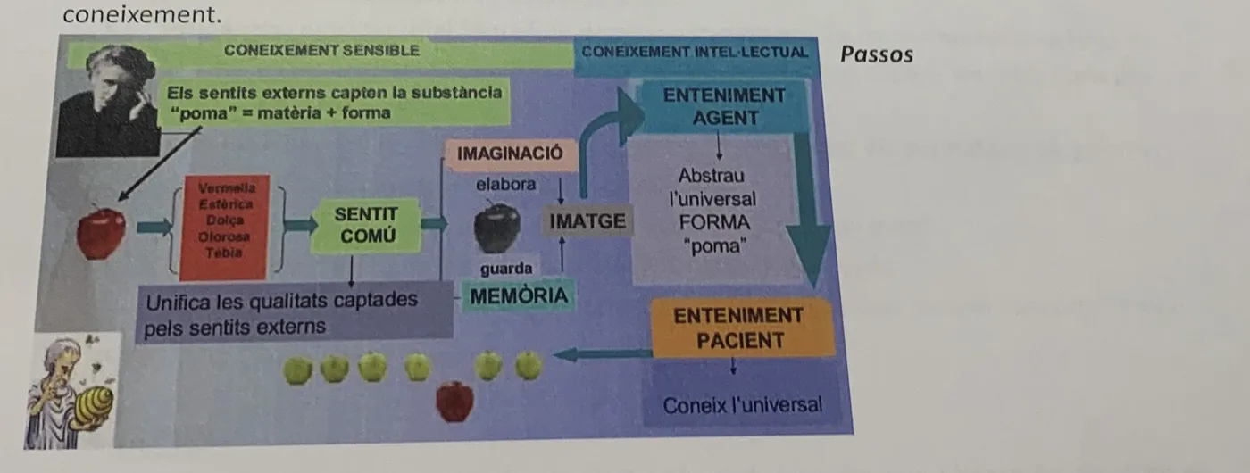 Esquema del pas del coneixement sensible al coneixement intel·lectual